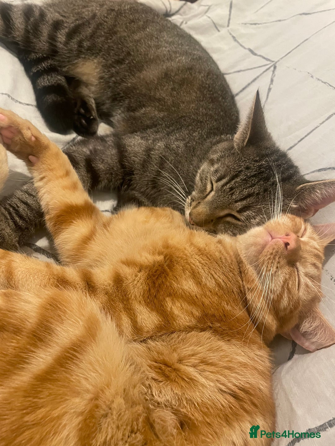 British Shorthair cats for sale: 2 cats for rehoming - Image 4