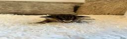 Mixed Breed cats for sale: Kittens for sale  - Advert 4