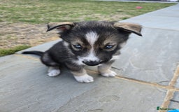 Siberian Husky dogs for sale: Stunning Pure siberian husky pups - Image 8