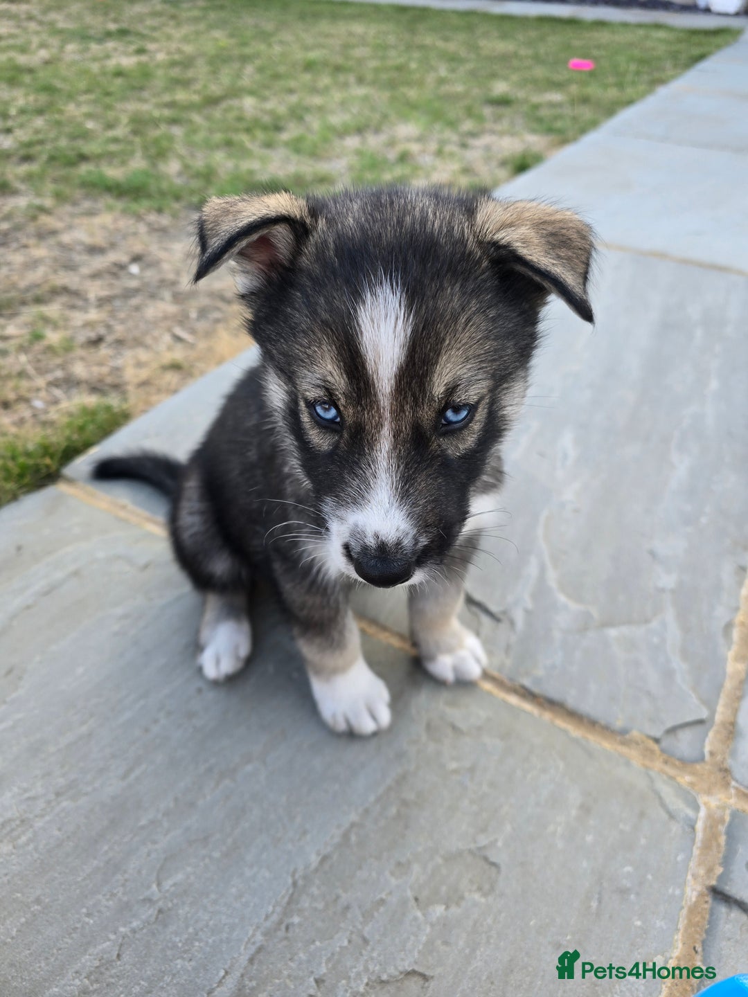 Siberian Husky dogs for sale: Stunning Pure siberian husky pups - Image 8