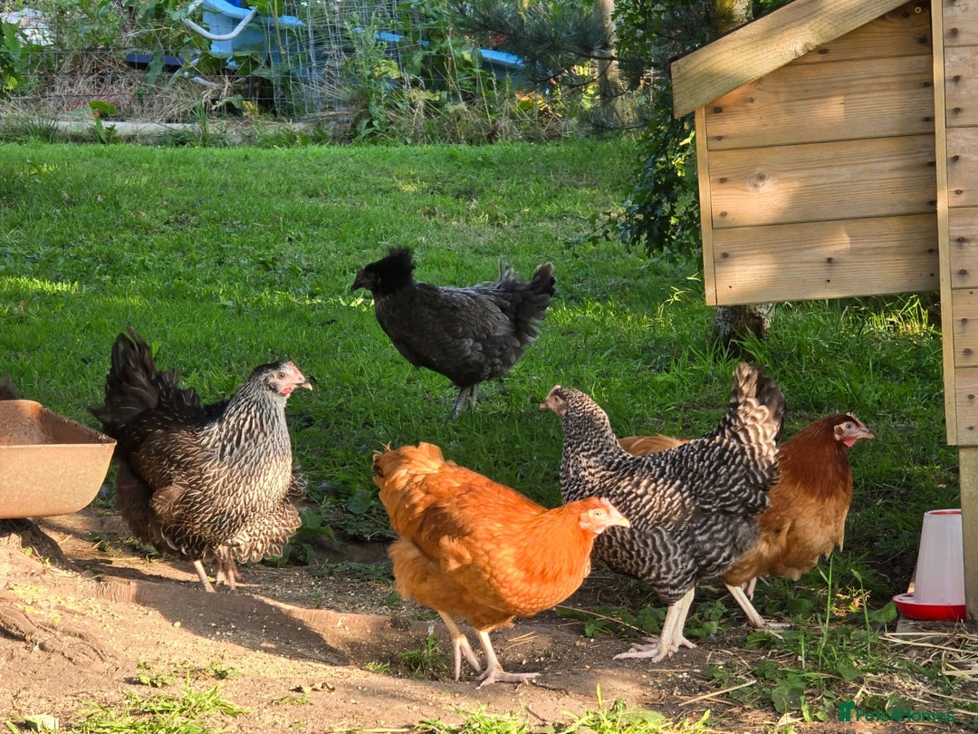 Chickens poultry for sale: Point of lay - Image 2