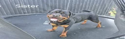 Rottweiler dogs for sale: KC registered Health Tested Puppies  - Advert 7