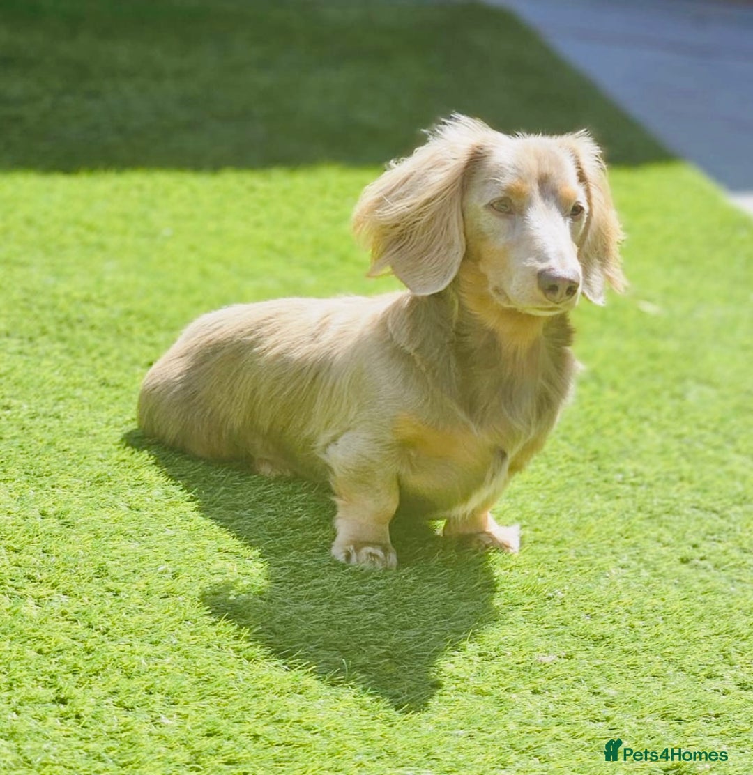 Miniature Dachshund dogs for stud: Long Hair miniature dacshund in Telford - Advert 11