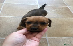Mixed Breed dogs for sale: DACHSHUND PUPS READY TO GO  - Image 4