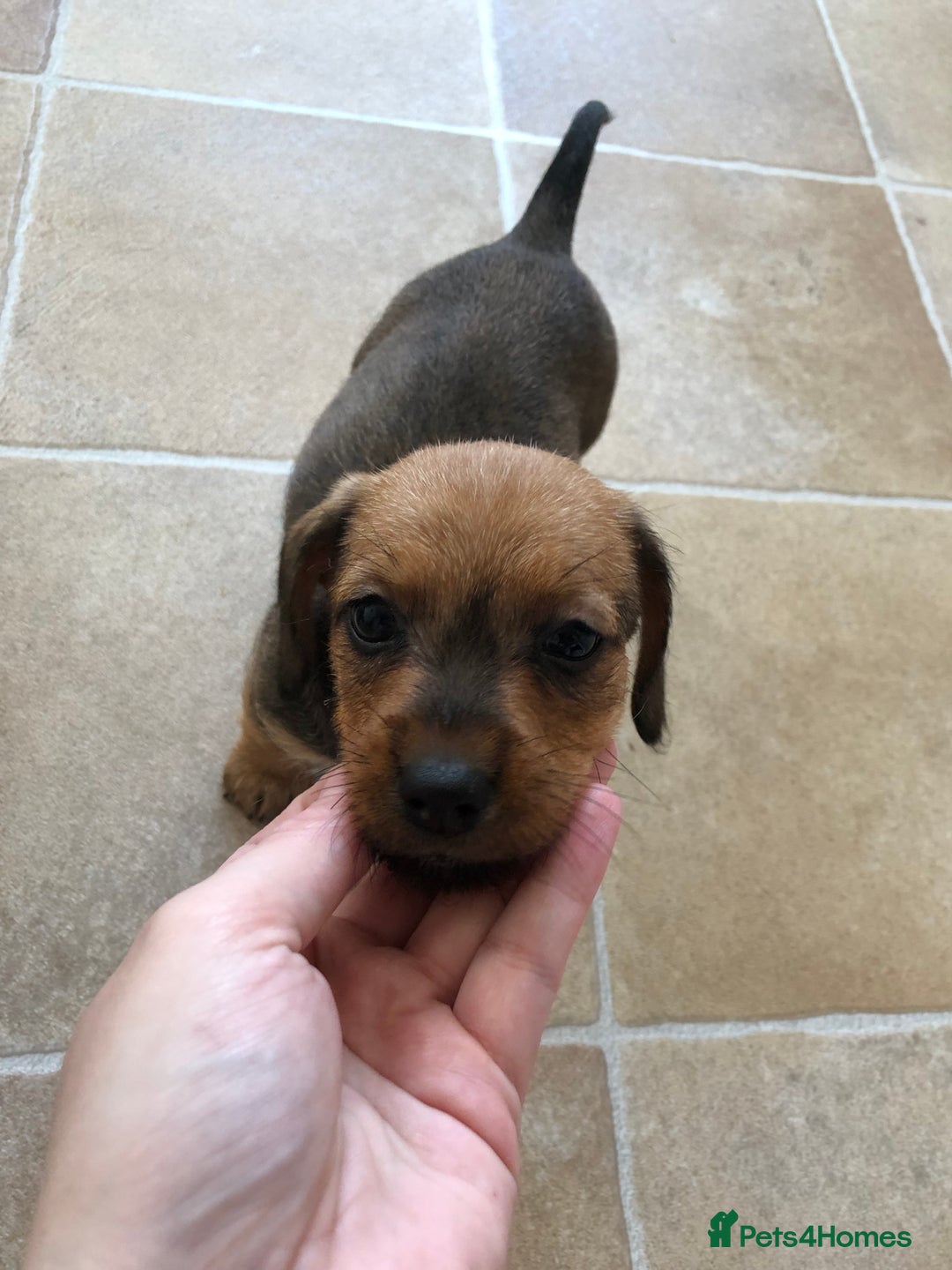 Mixed Breed dogs for sale: DACHSHUND PUPS READY TO GO  - Image 4