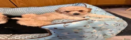 Poochon dogs for sale: Poochons born to Extensively HealthTested parents  - Advert 15