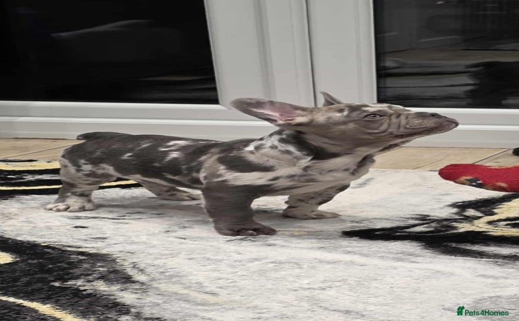 French Bulldog dogs - Advert 4