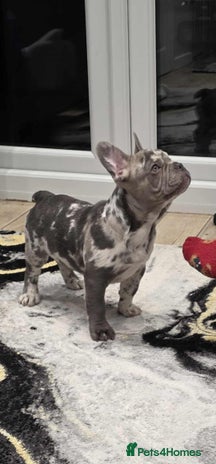 French Bulldog dogs - Advert 4