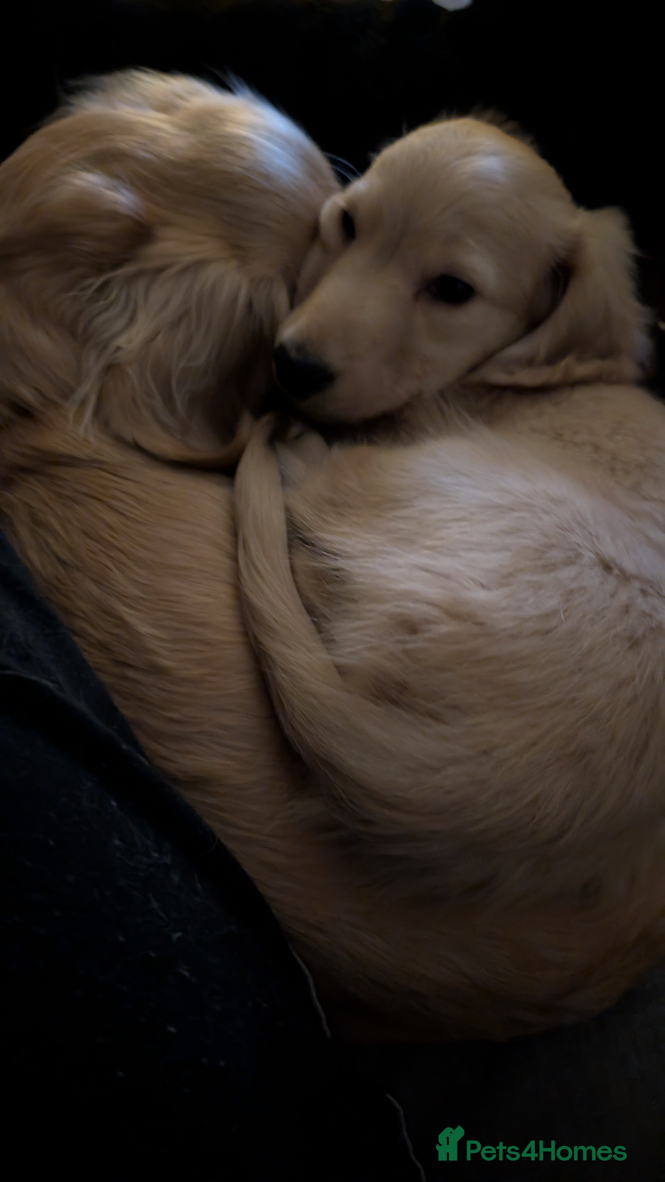 Miniature Dachshund dogs Purebred Long-Haired Cream Miniature Dachshund  - Advert 4