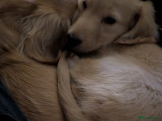 Miniature Dachshund dogs Purebred Long-Haired Cream Miniature Dachshund - Advert 4