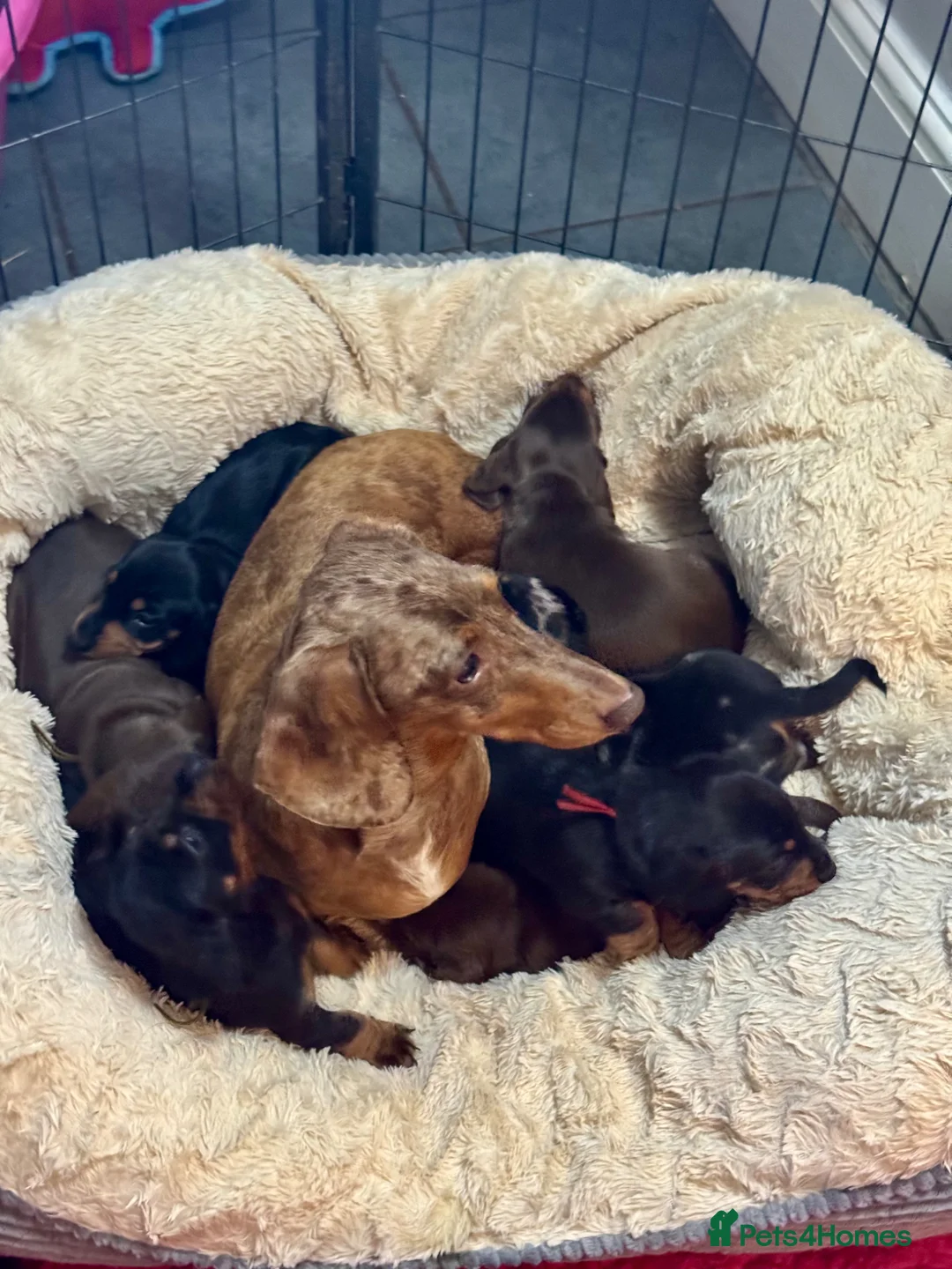 Miniature Dachshund dogs for sale: 7 kc reg dna tested mini dachshund puppies  - Advert 2
