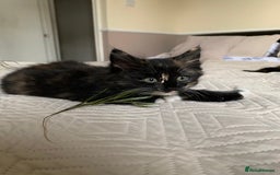Mixed Breed cats for sale: Two girls and a boy Kuril bobtail mix - Image 25