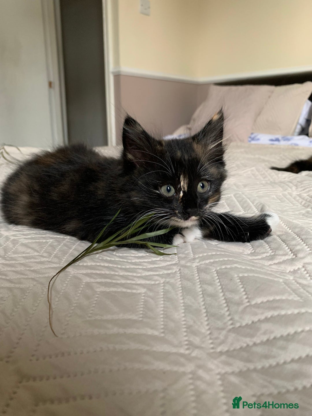 Mixed Breed cats for sale: Two girls and a boy Kuril bobtail mix - Image 25