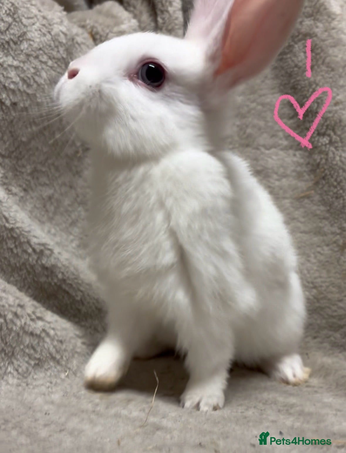 Mini Lop rabbits 1 Friendly Dutch cross baby ready now - Advert 12