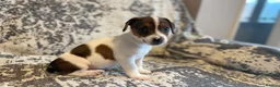Jack Russell dogs for sale: Jack Russel puppies in Manchester - Advert 23