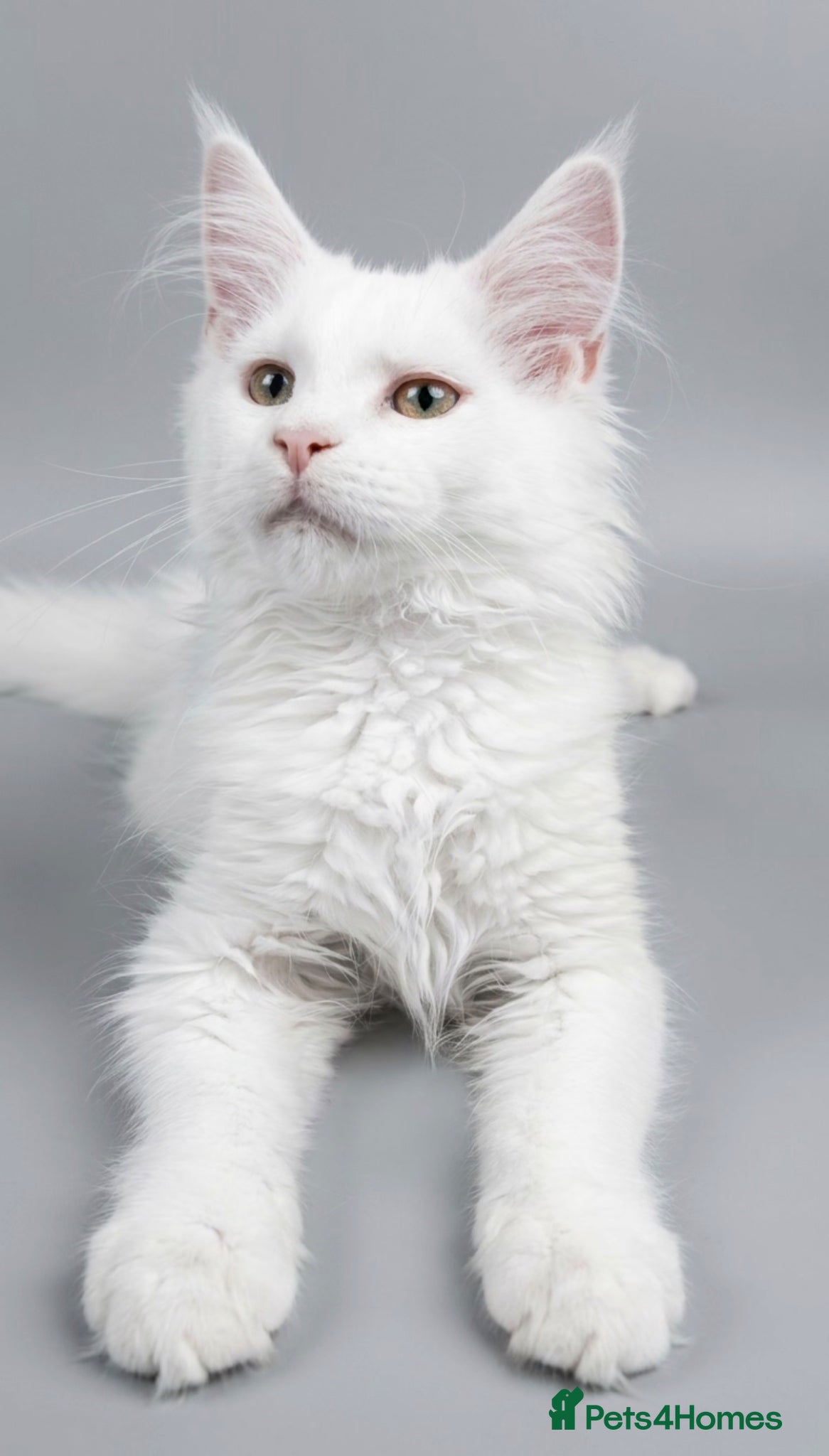 Maine Coon cats Several litters of Outstanding pedigree kittens  - Advert 10