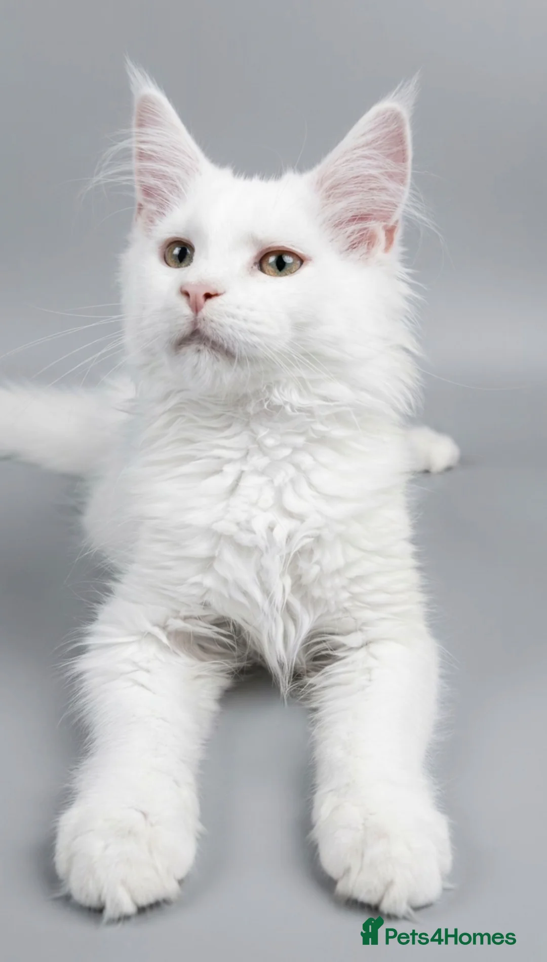 Maine Coon cats for sale: Several litters of Outstanding pedigree kittens  - Advert 1