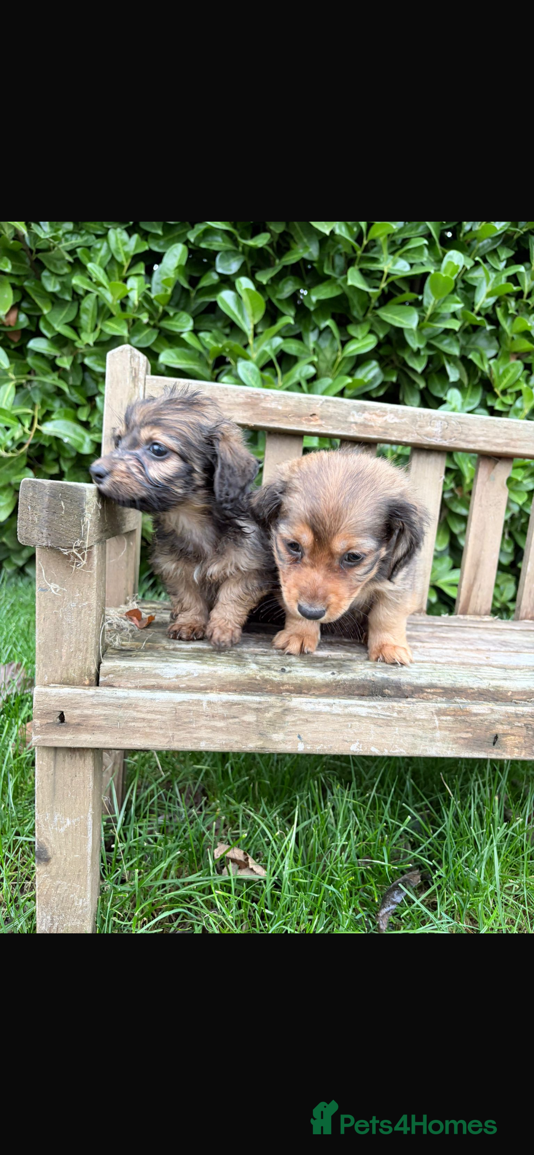 Mixed Breed dogs for sale: Dachshund x Jack pussell - Image 13
