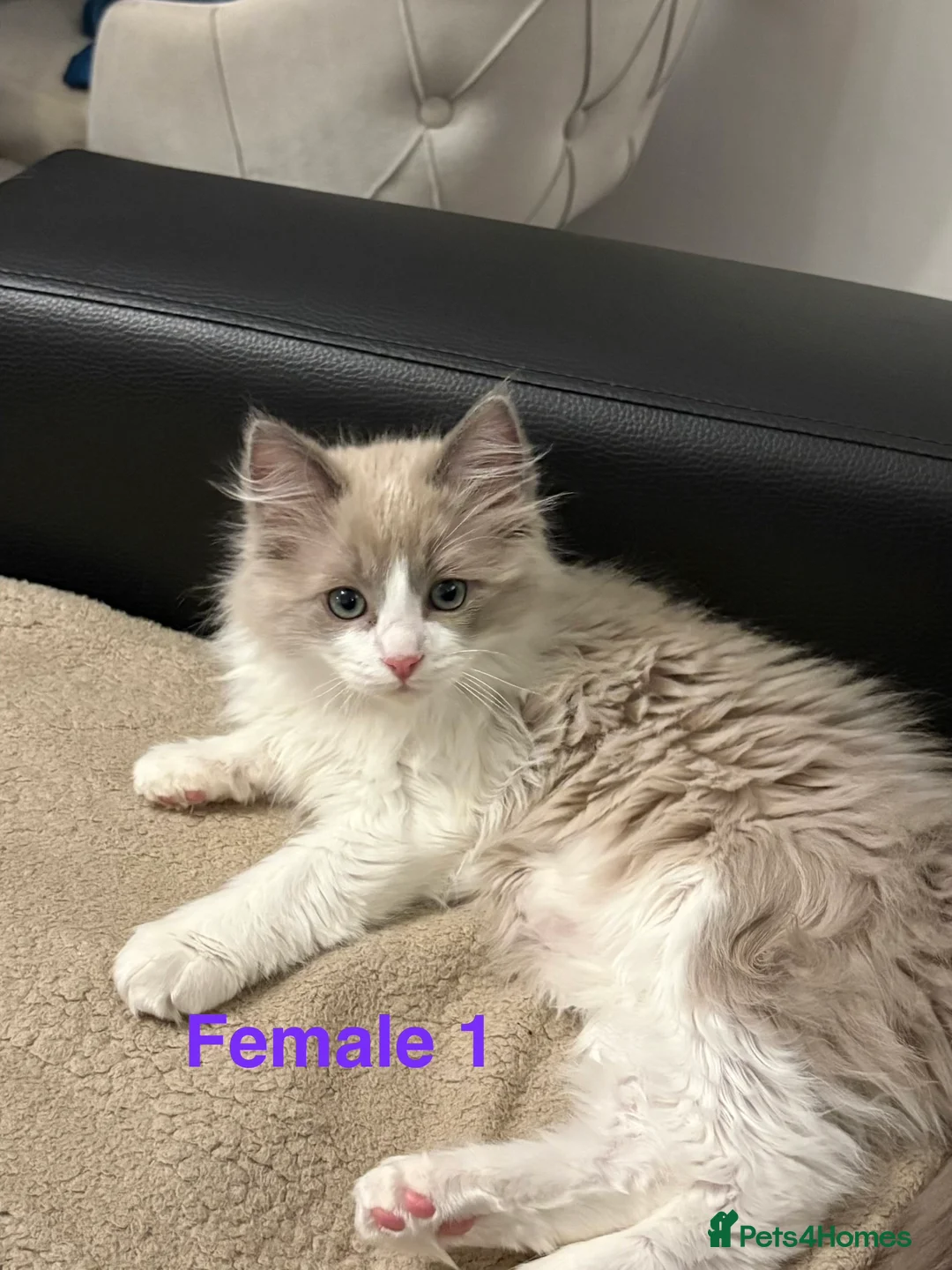 Ragdoll cats for sale: Six Ragdoll Kittens For Sale  - Advert 17