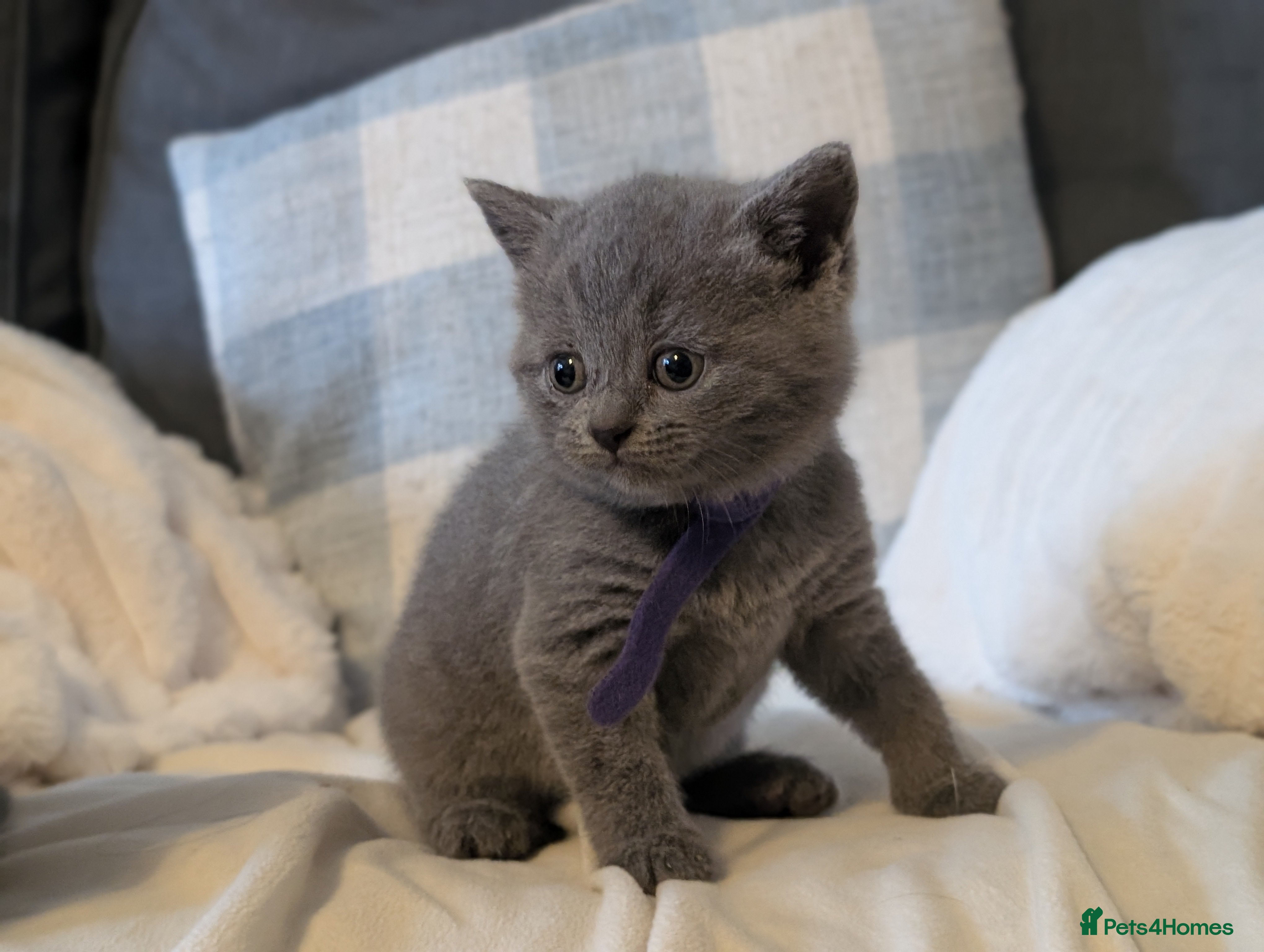 British Shorthair cats Last Boy - Blue BSH GCCF registered kittens  - Advert 2