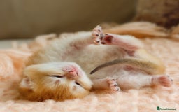 British Shorthair cats for sale: Blue Golden British Shorthair Kitten-REG &LICENSED - Image 7