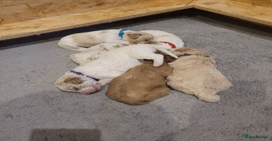Mixed Breed dogs - Advert 11