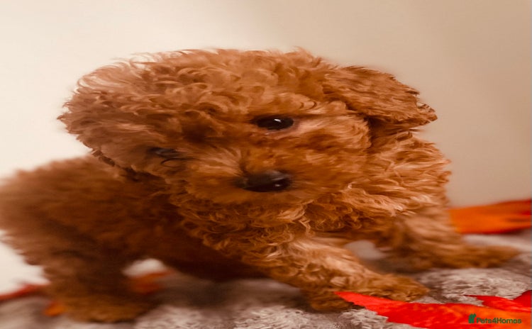 Maltipoo dogs 🐾 🌟 Maltipoo Puppies⭐️ READY NOW   - Advert 1