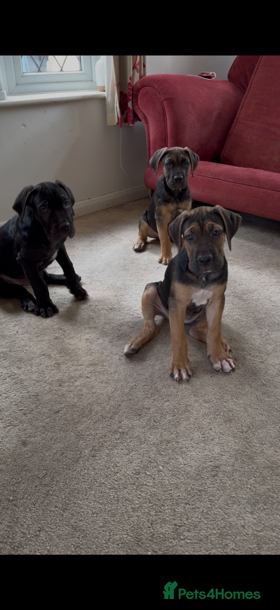 Cane Corso dogs BEAUTIFUL CANE CORSO puppies. PROTECTION+FAMILY - Advert 2