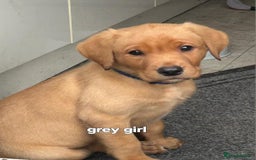 Labrador Retriever dogs for sale: Mix of fox red and yellow labrador puppies - Image 18