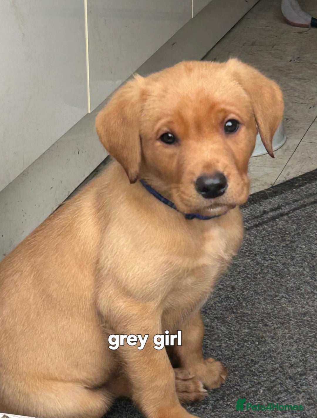 Labrador Retriever dogs for sale: Mix of fox red and yellow labrador puppies - Image 18