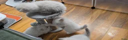 Siberian cats for sale: 4 Siberian Neva Masquerade kittens for seal - Advert 12