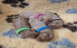 Cavapoo dogs for sale: Beautiful F1 Cavapoo puppies - Image 4
