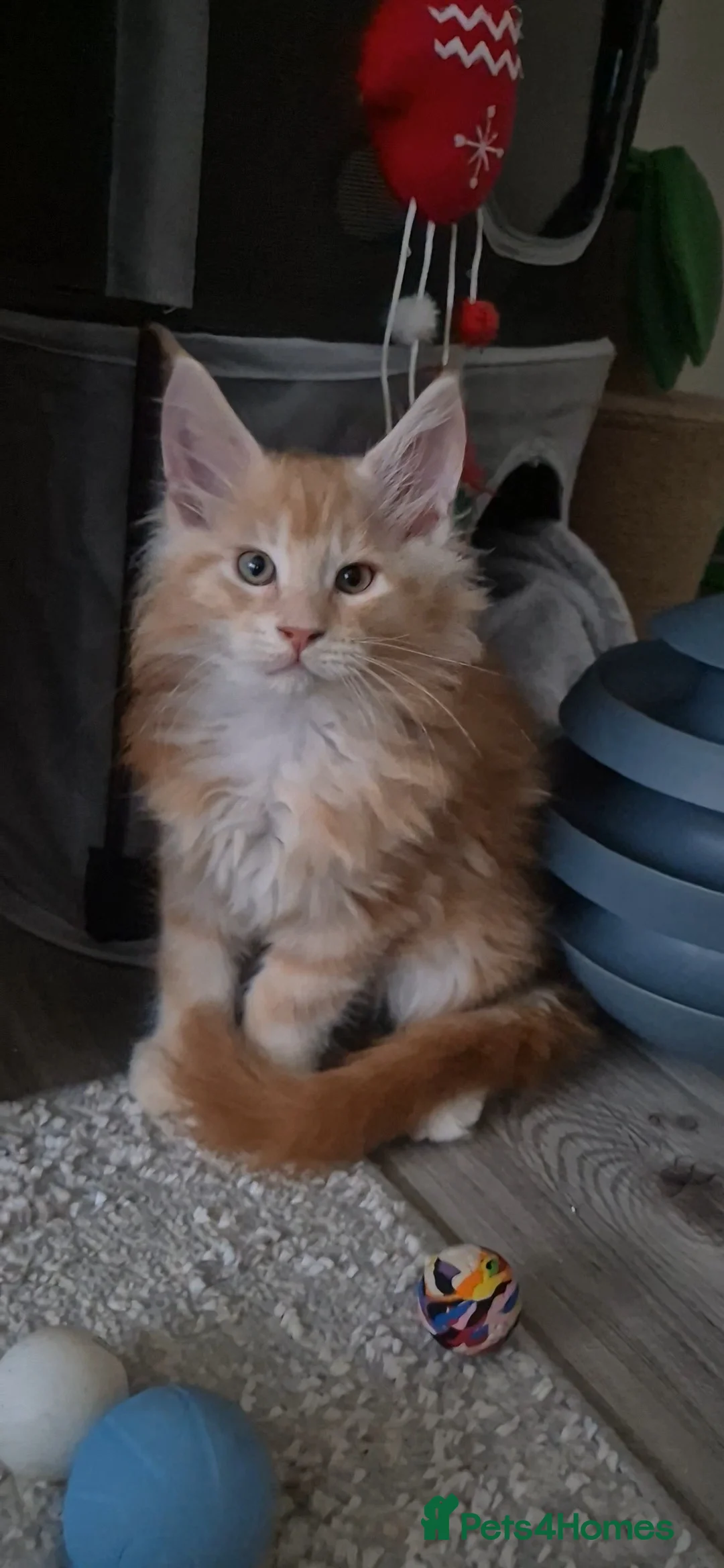Maine Coon cats for sale: Beautiful Maine Coon boys . - Advert 11