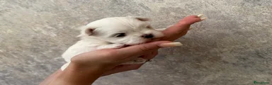 Maltese 4
