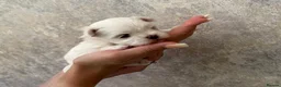 Maltese dogs for sale: One Beautiful Korean Maltese boy left for sale 🐾  - Advert 18