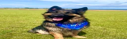 German Shepherd dogs for sale: Free Female German shepherd / Lurcher 1 year old in Gateshead - Advert 24