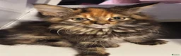 Mixed Breed cats for sale: Gorgeous Fluffy Kittens Seeking Loving Homes 🐾 in London - Advert 1