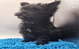 Yorkshire Terrier dogs for sale: Yorkshire Terrier puppies  - Image 9