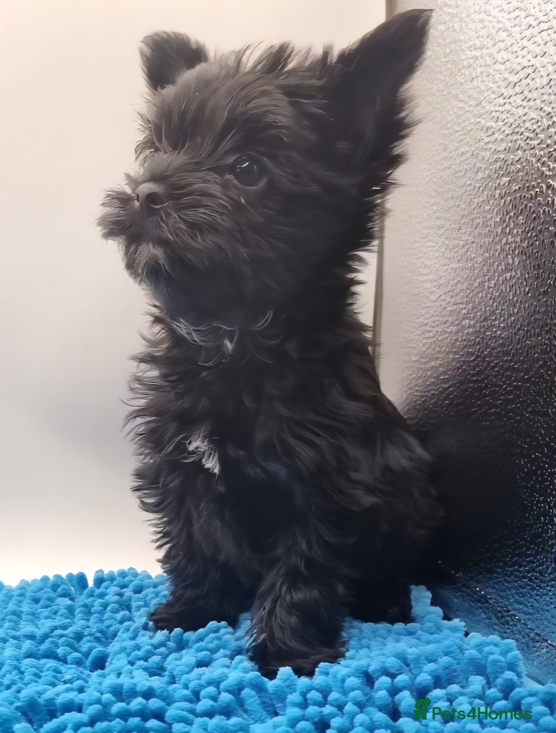 Yorkshire Terrier dogs for sale: Yorkshire Terrier puppies  - Image 9