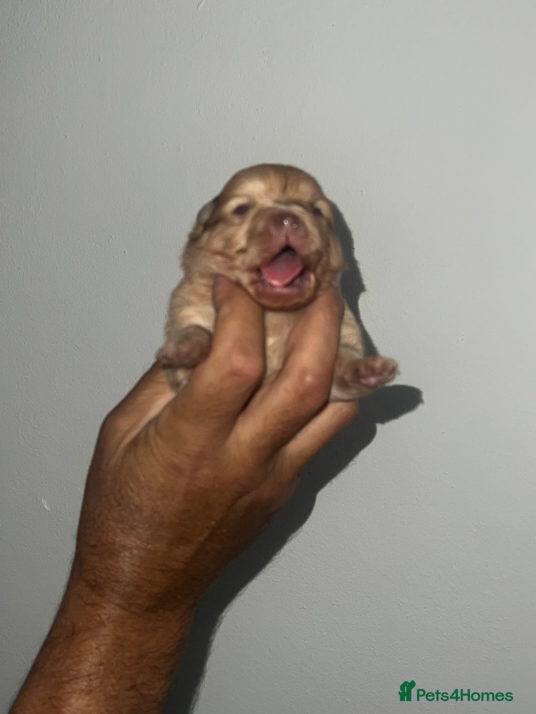 Pomeranian dogs for sale: Pomeranian puppy’s  - Image 10