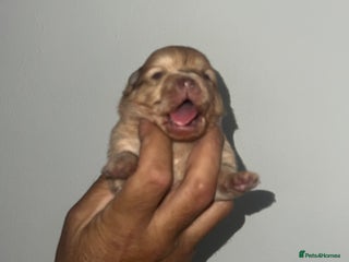 Pomeranian dogs - Advert 5