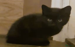 Mixed Breed cats for sale: New Homes Wanted - Image 1
