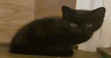 Mixed Breed cats - Advert 2