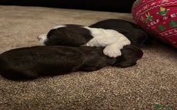 Cockapoo dogs for sale: F2 Cockapoo Puppies - Image 8