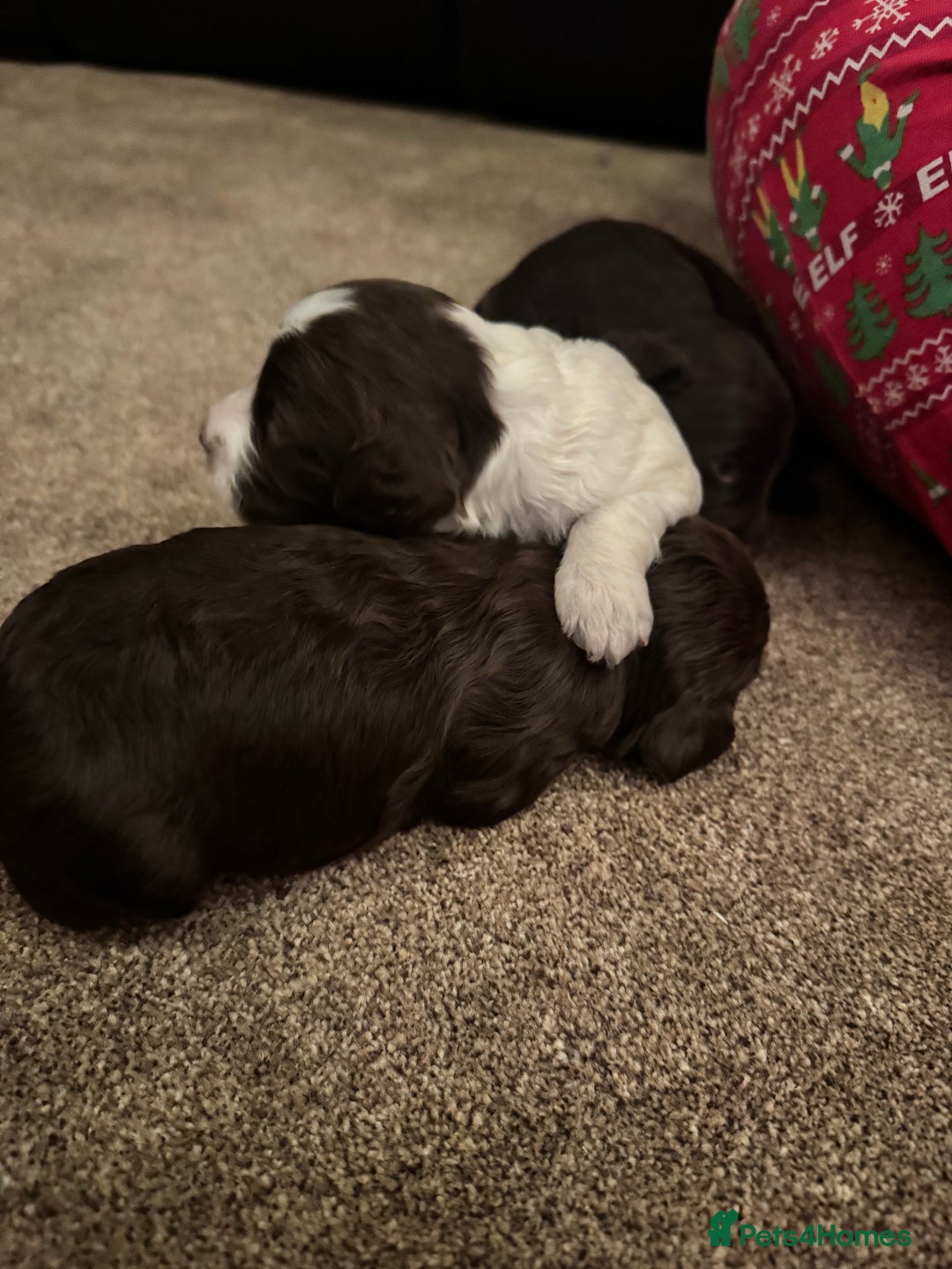 Cockapoo dogs for sale: F2 Cockapoo Puppies - Image 8