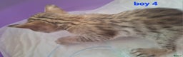 Savannah cats for sale: REDUCED! Savannah SBTF6 cubs with Serval traits - Advert 17