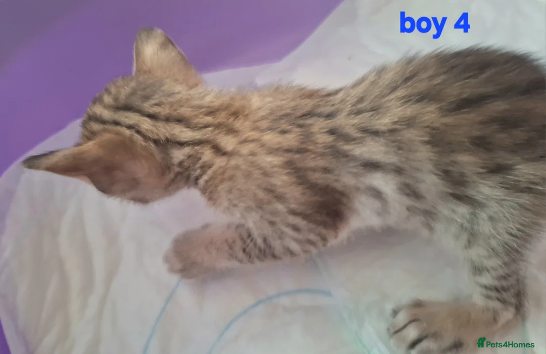 Savannah cats for sale: REDUCED! Savannah SBTF6 cubs with Serval traits - Advert 21