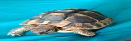 Hermann Tortoise reptiles for sale: Herman baby tortoise  - Advert 4