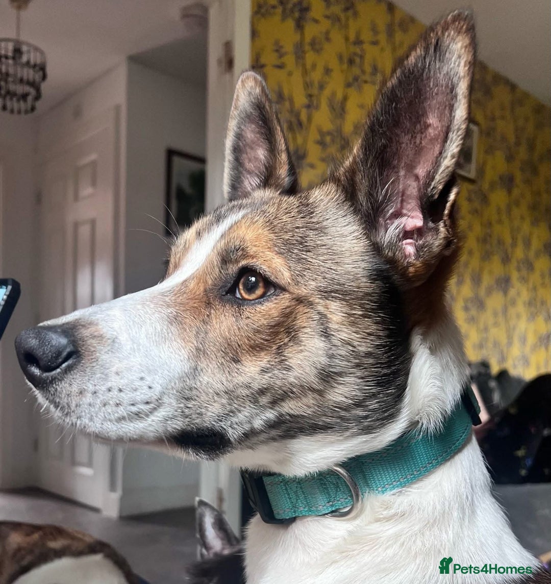 Mixed Breed dogs for sale: Beautiful Mixed breed female  - Advert 4