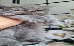 Persian cats for sale: Beautiful persian kittens  - Image 11